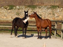 Chevaux